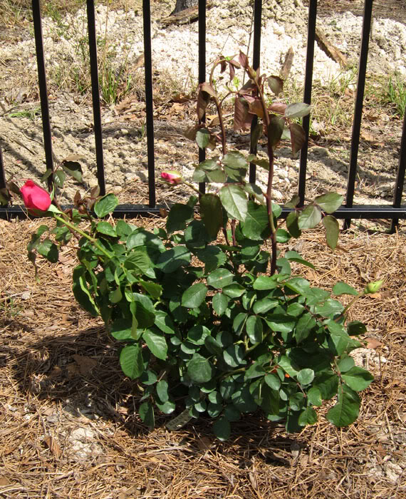 Val's 2011 gardening thread - Page 3 Pinktricolorrose