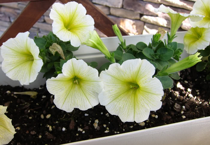 Val's 2011 gardening thread - Page 3 YellowPetunia