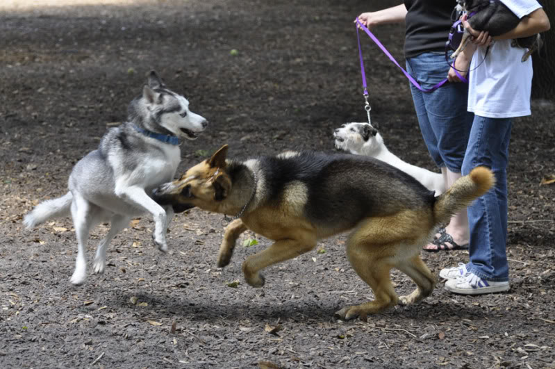 July husky meet up in Orlando _DSC4852