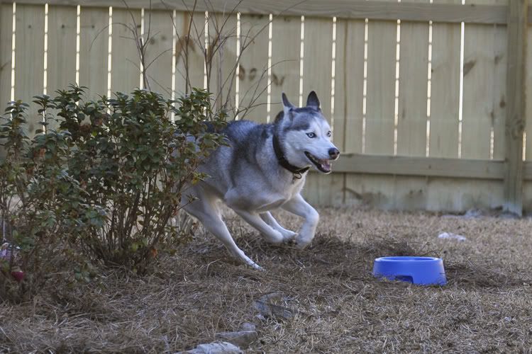 Dakota & Sora's weekend adventure! _DSC9076