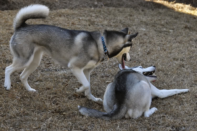 Dakota & Sora's weekend adventure! _DSC9083