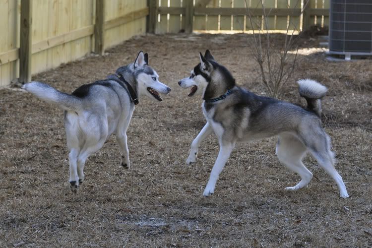 Dakota & Sora's weekend adventure! _DSC9104