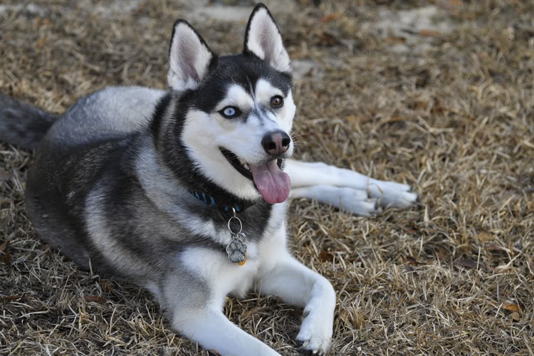 Dakota & Sora's weekend adventure! _DSC9134