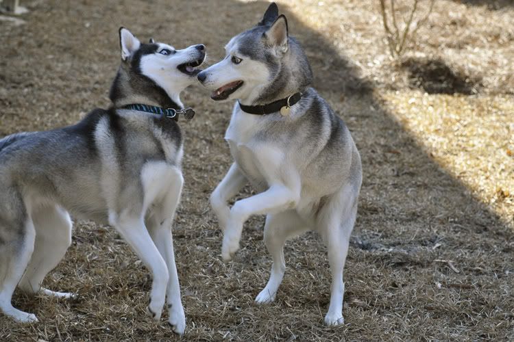 Dakota & Sora's weekend adventure! _DSC9155