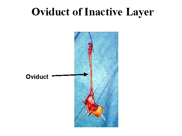 Reproductive System Chicken - Diagram OviductofInactivelayer-PM