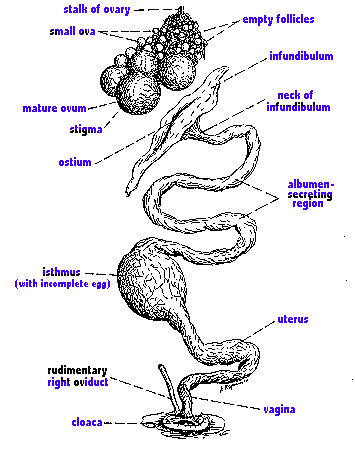 Reproductive System Chicken - Diagram Femalereproductivediamgram