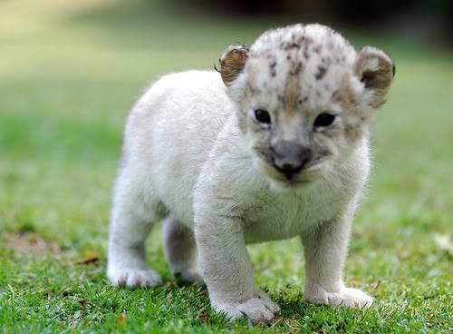 Cute Animal Tournament FINAL Round 5.1: Lion vs Mountain Lion vs Snow Leopard !!! White_lion