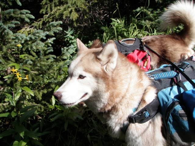 Hiking with Dogs: Whale Peak, CO P9091893