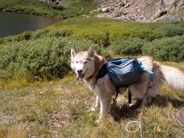 Hiking with Dogs: Whale Peak, CO P9091903