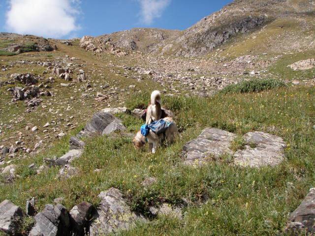 Hiking with Dogs: Whale Peak, CO P9091905