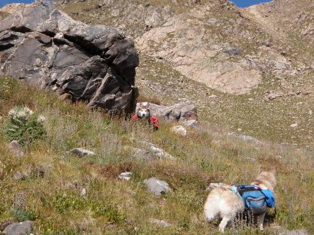 Hiking with Dogs: Whale Peak, CO P9091906