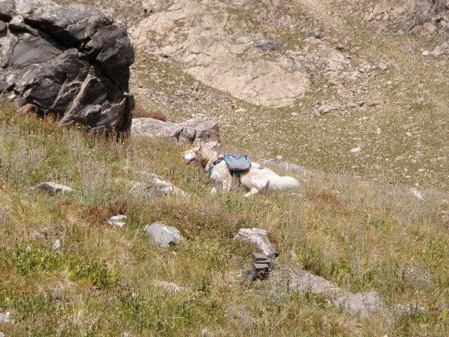 Hiking with Dogs: Whale Peak, CO P9091907