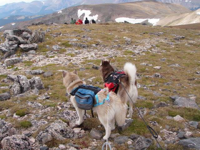 Hiking with Dogs: Whale Peak, CO P9101927