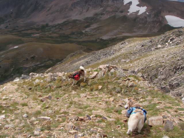 Hiking with Dogs: Whale Peak, CO P9101928