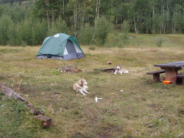 Hiking with Dogs: Whale Peak, CO P9101948