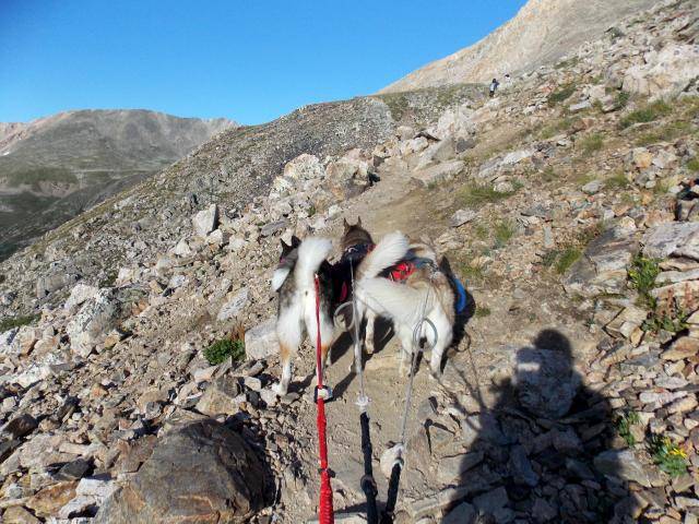 Hiking with Dogs: Mt. Democrat, Colorado DSCN2869