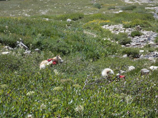 Hiking with Dogs: Mt. Democrat, Colorado DSCN2944