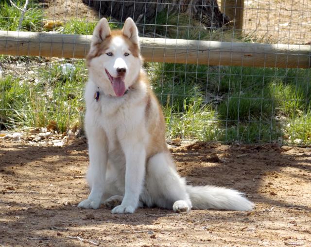 what do you get when you put 6 husky friends together.... 2011-12-31230000-100