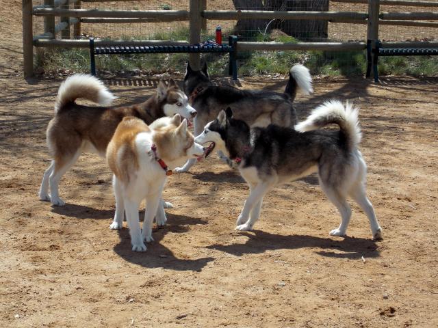 what do you get when you put 6 husky friends together.... 2011-12-31230000-97