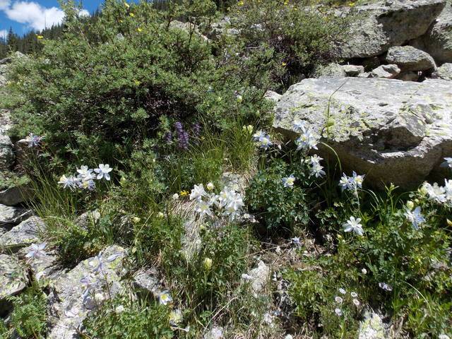 Hiking without Dogs~ La Plata peak CO~ 14,336ft DSCN2374