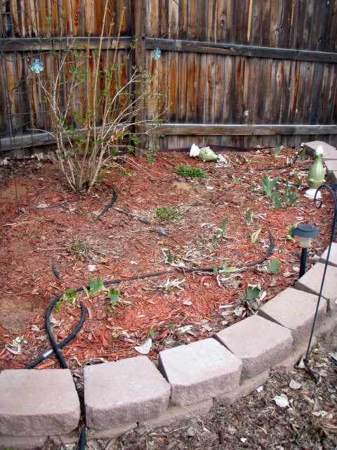 Jenn's Gardening Thread-2012 P3250539