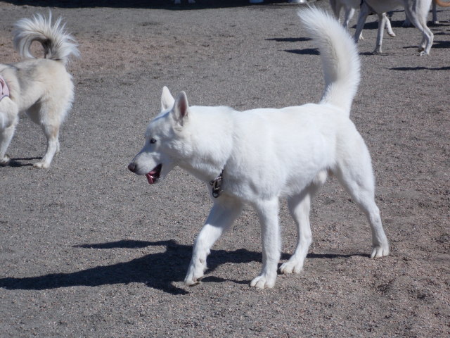 park - H2M2- Colorado- Oct. meet up- Lowry dog park 2012-10-14125935