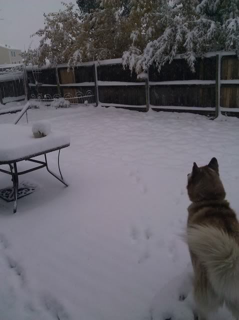 Sierra and Jack's first snow of the yr!  IMG_20111026_074836