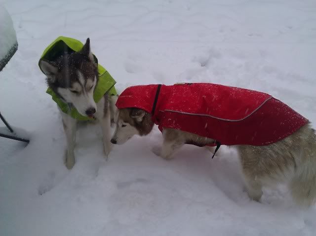 Sierra and Jack's first snow of the yr!  IMG_20111026_075639