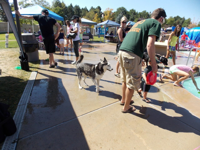 pool - Rescue did a pool event for the dogs..... 2012-09-09113929