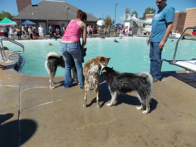 pool - Rescue did a pool event for the dogs..... 2012-09-09122403