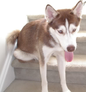 Husky needs home Jack_9