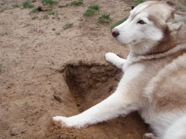 Anyone's dogs are REALLY trying to dig their way to China too? P5181126