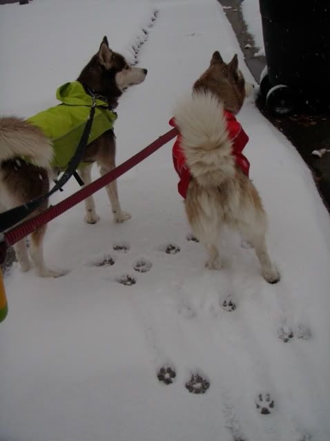 Sierra and Jack's first snow of the yr!  PA251997