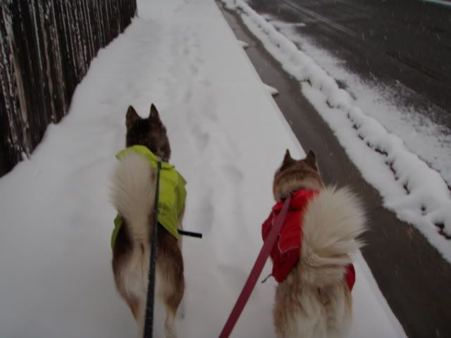 Sierra and Jack's first snow of the yr!  PA251998