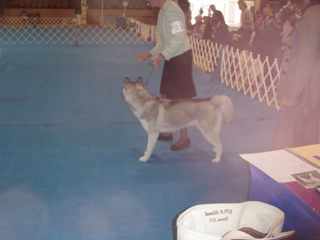 Plum Creek dog show P2180347