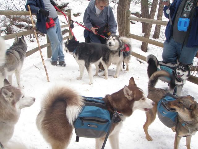 Dec husky hike in CO PC130759