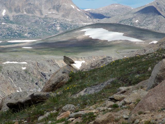 Hiking with Dogs: Independence pass, Colorado 2011-12-31230000-30