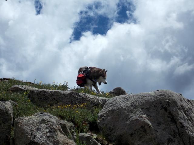 Hiking with Dogs: Independence pass, Colorado 2011-12-31230000-83