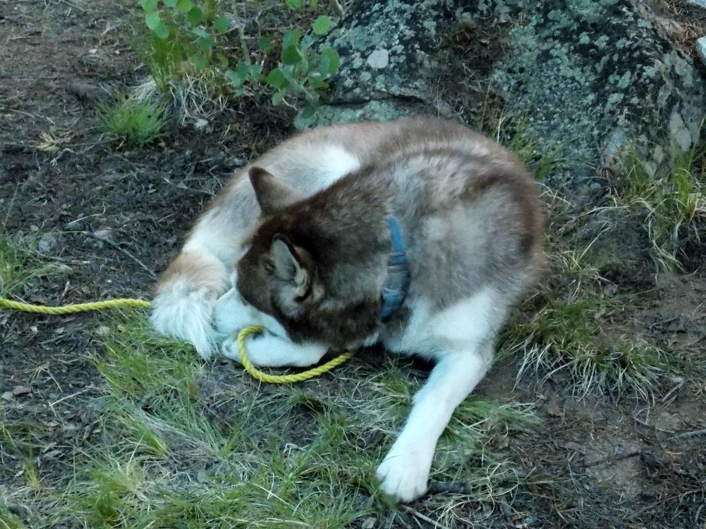 Hiking with Dogs: Independence pass, Colorado 2011-12-31230000-96