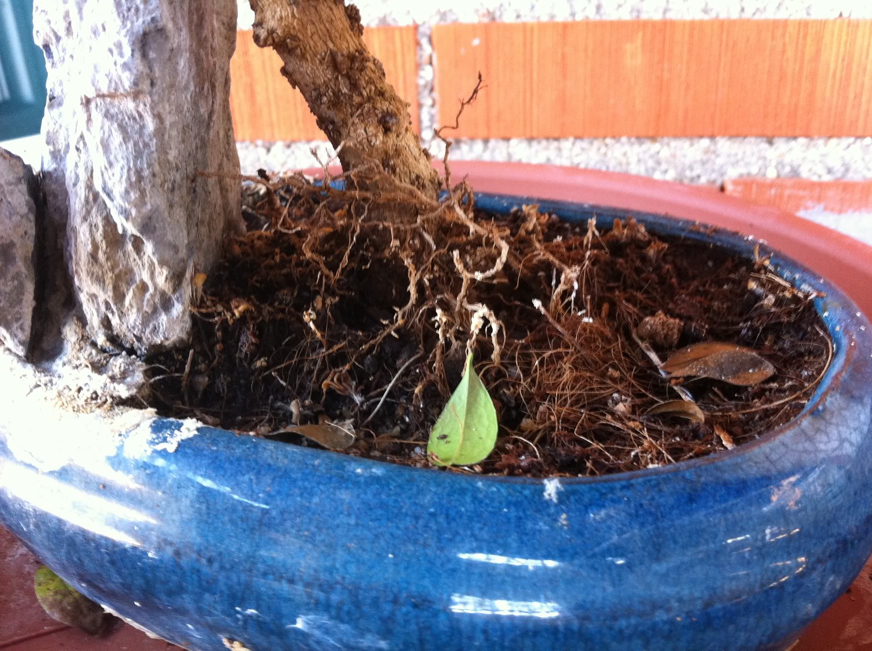 Urgente por favor!! A mi bonsai Carmona se le caen la hojas IMG_3911