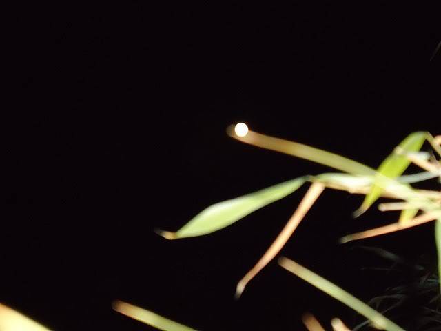 Orb casts light onto adjacent bamboo leaf. 2011033