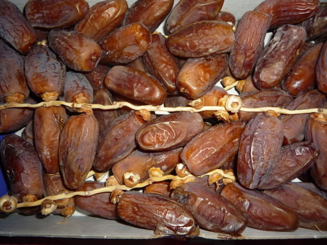 kurma