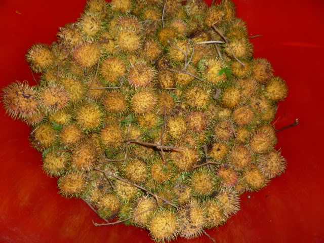 Rambutan gading