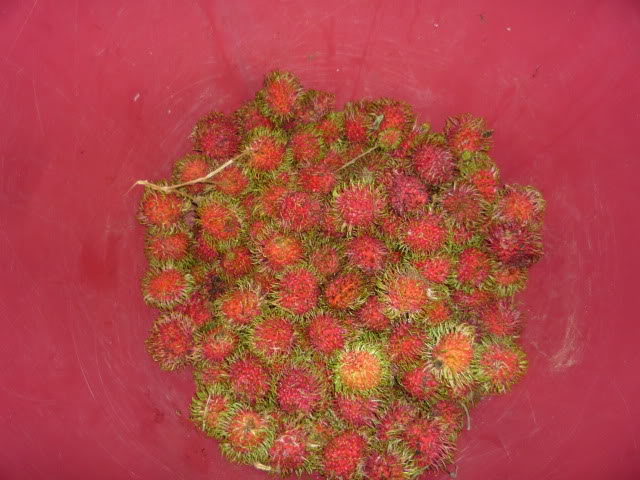 Rambutan budak sekolah