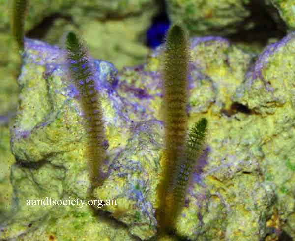 Caulerpa and other green algae species identification. 1c-Dasycladaceae-batophora-_zps5e226f69