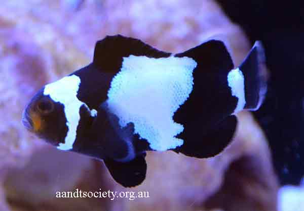 Clownfish breeds and history. Black-ocy-2-_zpsc9d3c702