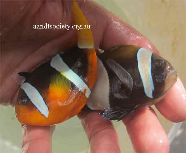 Clownfish breeds and history. Clown-pairclarkii-_zps1ced85c7