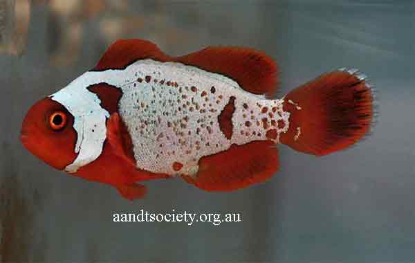 Clownfish breeds and history. Maroon-4-_zpsfd42e0cb