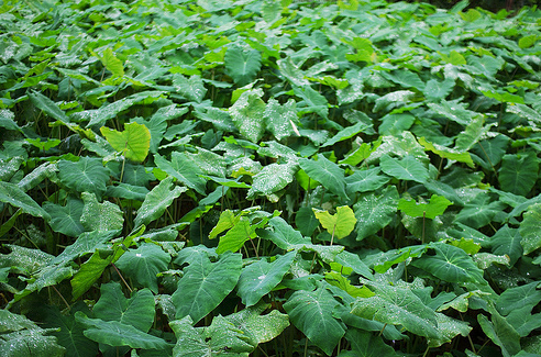 Kolokasija ( Colocasia ) Colocasia2