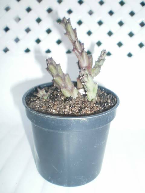 Moje omiljene biljke -Kaktusii...!!! - Page 15 R19